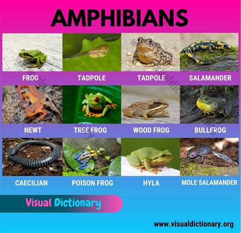 5 Examples Of Amphibians