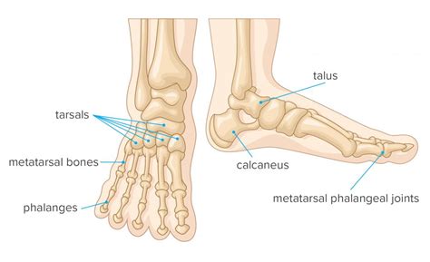 Human Foot Skeletal Anatomy ~ Foot Anatomy Human Skeletal Comparative ...