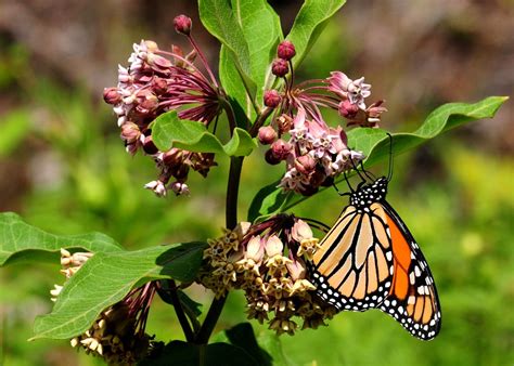 Common Milkweed: Uses and Natural Remedies | Milkweed, Milkweed plant ...