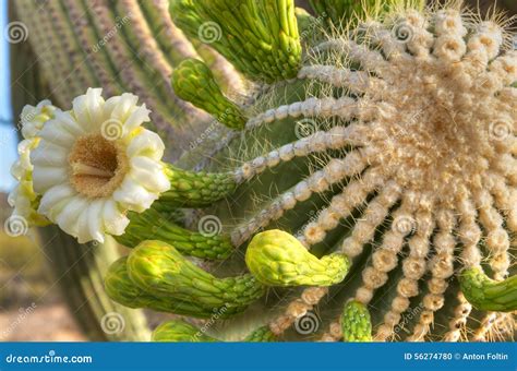 Saguaro Blossom stock photo. Image of flower, cactus - 56274780