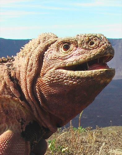 A pink iguana is seen on the Galapagos Islands. Pink iguanas, unknown ...