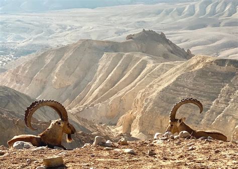 The Negev Desert in Israel : r/travel