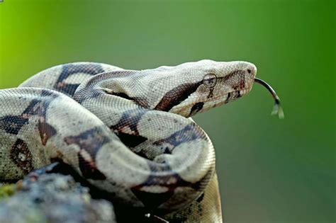 Colombian Red Tail Boa: The Complete Care Guide