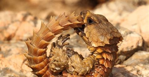 Armadillo Lizard - A-Z Animals