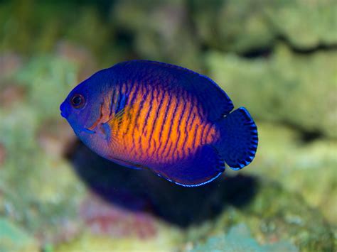 Streifen Zwergkaiserfisch - Centropyge bispinosa - kaufen im Aqua ...