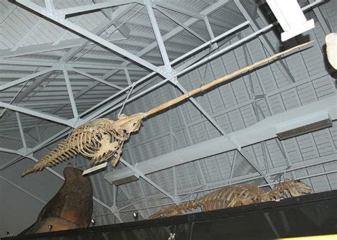 Narwhal Skeleton TNHM | Narwhal skeleton. | By: Rare Rupert | Flickr ...