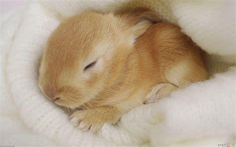 Cute Bunny Wallpapers - Wallpaper Cave