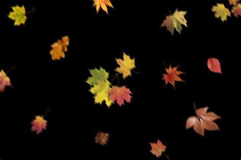 Free Leaf Overlays for Photoshop – 300 Autumn Overlays