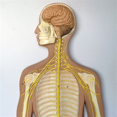 Anatomical Human Nervous System Model | Head and Throat Anatomy ...