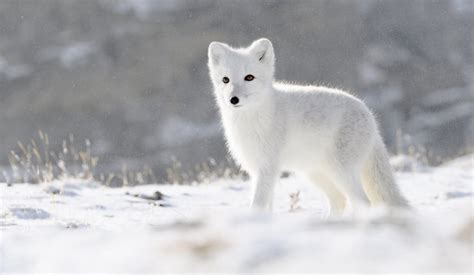 Cute Arctic Fox Cub In The Meadow | ubicaciondepersonas.cdmx.gob.mx