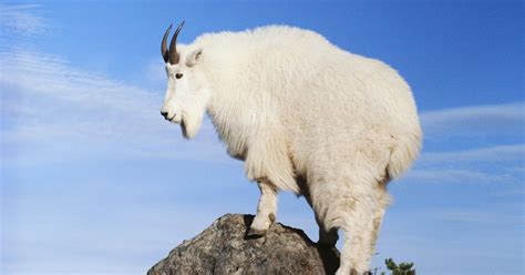 ‘Aggressive’ Mountain Goats Are Thirsting For Human Pee And Sweat ...