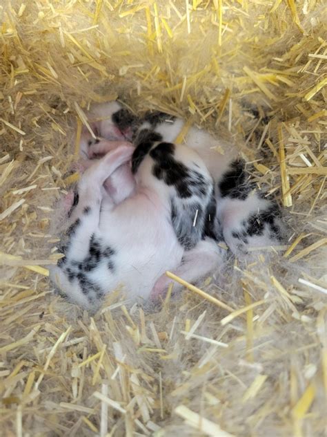 My rabbit had babies - can I touch them? - Rabbit Smarties