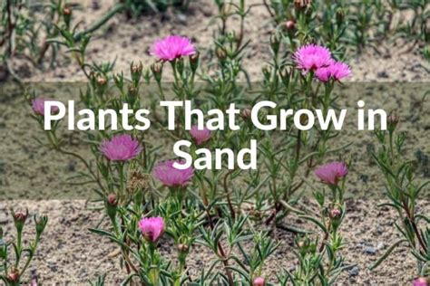 plants that grow in sand with the words, plants that grow in sand