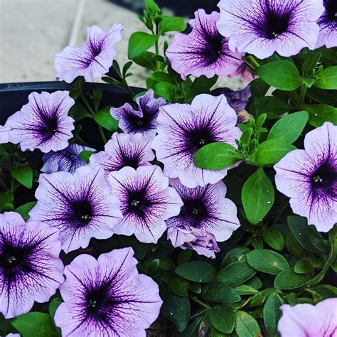 Purple Petunias Purple Petunias, Tattoo, Garden, Plants, Flowers ...