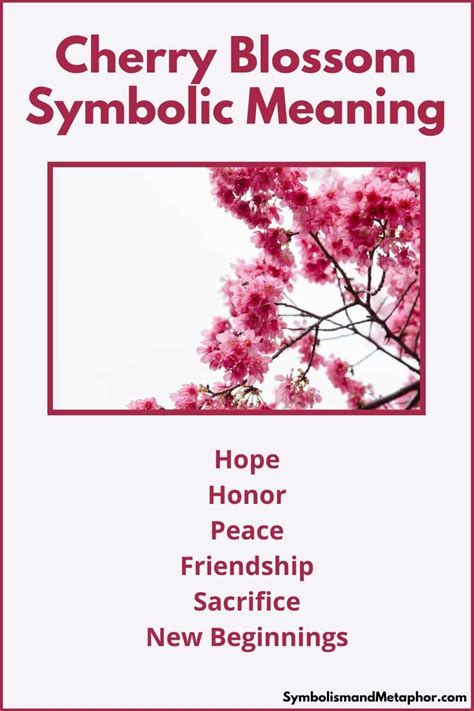 Cherry Blossom Meaning and Symbolism (Hope & Peace)