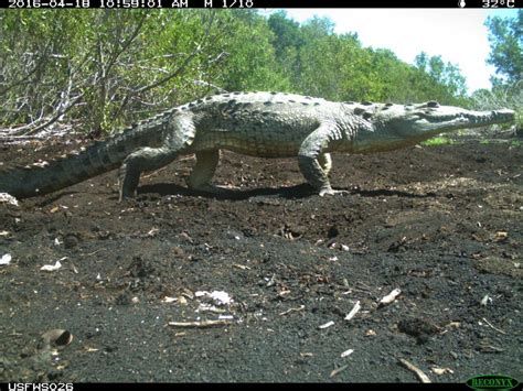 Crocodile Lake National Wildlife Refuge — Florida Keys Wildlife Society