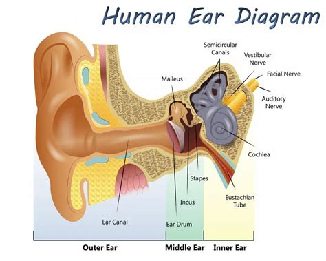 Diagram Of The Location And Functions Of The Ear [diagram] I