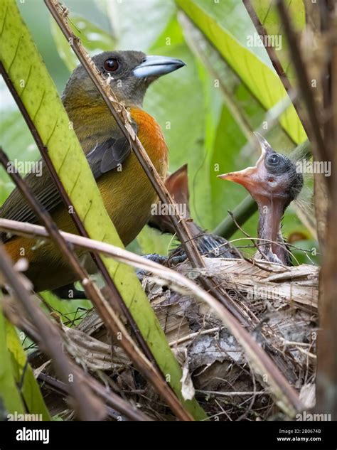 Scarlet tanager nest hi-res stock photography and images - Alamy