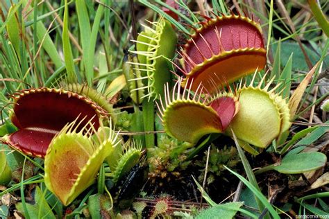 Carnivorous Plants In The Tropical Rainforest