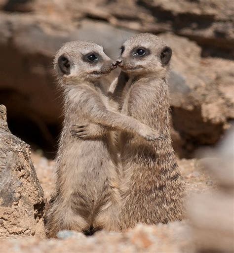 Two meerkats standing on their hind legs while hugging. | Bring some ...