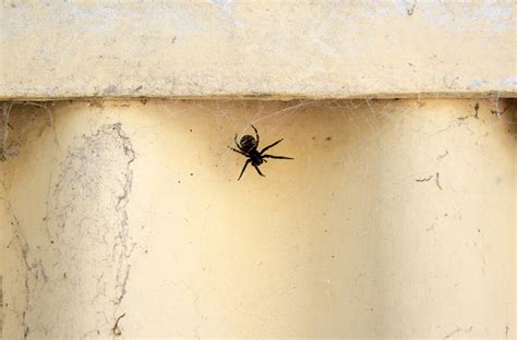 The common black house spider: a case of mistaken identity - Australian ...