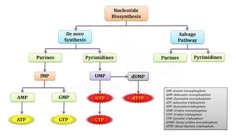 Purine & Pyrimidine Synthesis (de-novo) | easybiologyclass