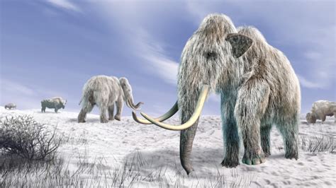 Can Scientists Clone a Woolly Mammoth? Should They? - History in the ...