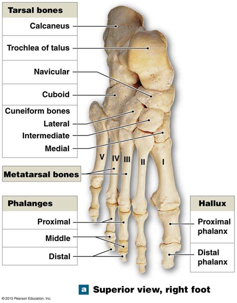 Bones Of The Foot And Ankle Labeled