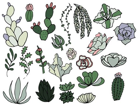 Succulents- outline & color | Succulent outline, Color png, Draw succulent