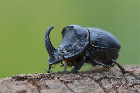 This is a horned dung beetle, they are known to be the strongest insect ...