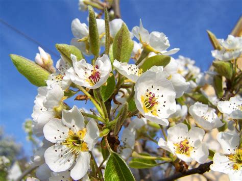 Flowering Pear Tree Fruit | Fruit Trees