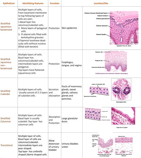 Epithelial Tissue Types Chart | Hot Sex Picture