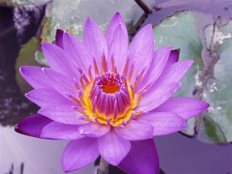 Blue Lotus: The Ancient Egyptian Dream Flower