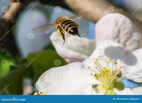 Honey Bee, Pollination Process Stock Photo - Image of pollinate, busy ...