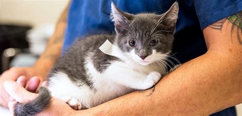 Cat Spaying Or Neutering: Facts You Need To Know About It - Cat Lovers