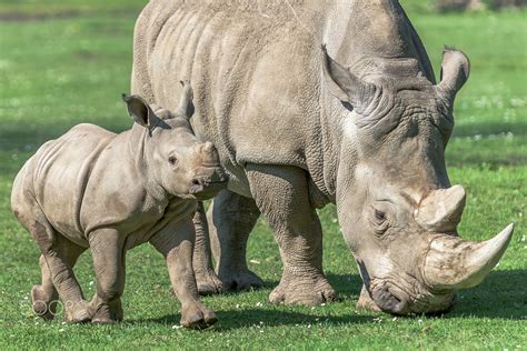 Baby Rhino with Mom | Baby rhino, Rhino, Save the rhino