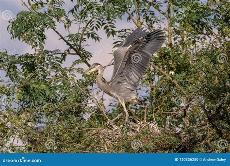 Grey Heron, nesting stock photo. Image of ornithology - 120336250