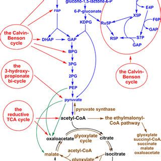 Anaplerotic CO2 assimilation reactions. The CO2-anaplerotic reactions ...