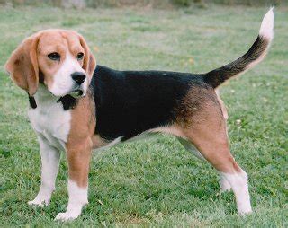 Beaglier (Beagle x Cavalier King Charles Spaniel Mix) Temperament ...