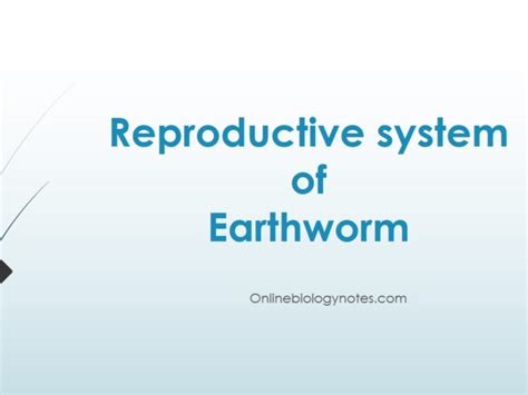 Circulatory system of Earthworm - Online Biology Notes