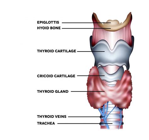 What Is Cricothyrotomy? (with pictures)