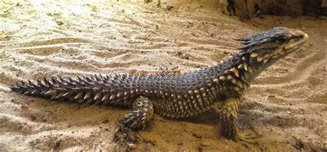 Armadillo Lizard - Facts, Size, Diet, Pictures - All Animal Facts