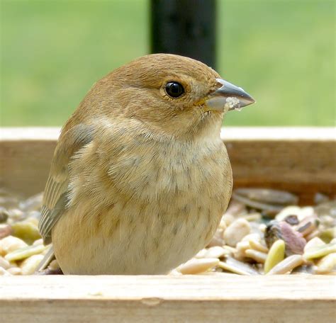 Female Indigo Bunting on a tray feeder - FeederWatch