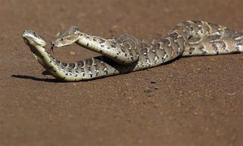 Cobras Mating Poisonous Snakes, All About Snakes, Giant Snake, Snake ...