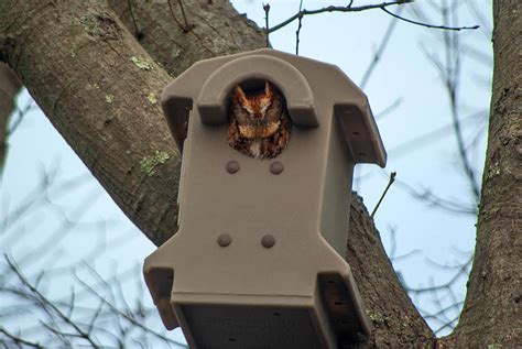 Screech Owl Nest Box | Barn Owl Box Company