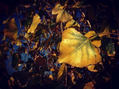 Cottonwood leaves in Autumn [Photo] – A Gardener's Notebook