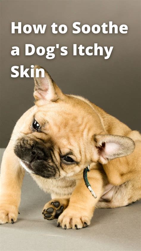 How to Soothe a Dog's Itchy Skin | Itchy dog skin, Itchy dog, Itchy dog ...