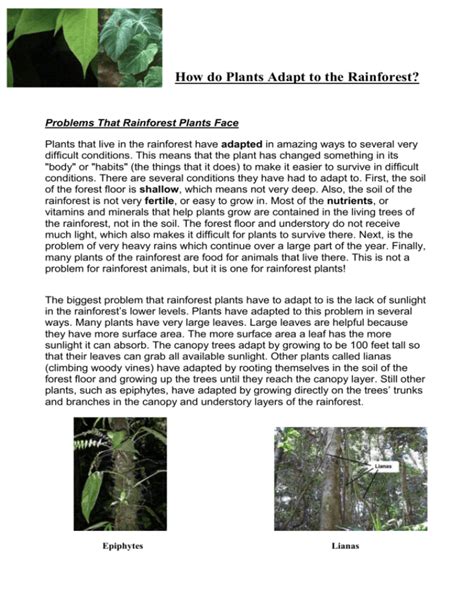 How do Plants Adapt to the Rainforest