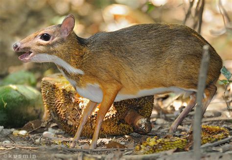 lesser mouse-deer (tragulus kanchil) - a photo on Flickriver