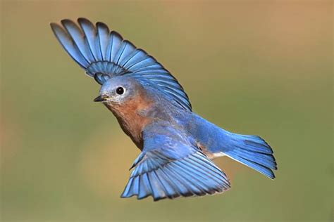 Female Mountain Bluebird Flying